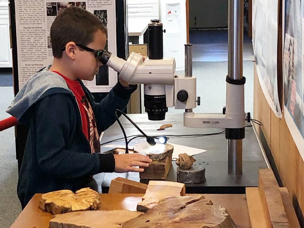 Student looking at a tree-ring sample under a microscope